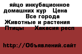 яйцо инкубационное домашних кур › Цена ­ 25 - Все города Животные и растения » Птицы   . Хакасия респ.